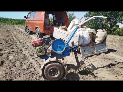 Видео: Копаем картошку,самодельная копалка,грабли и прицеп в деле.
