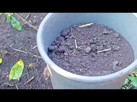 Видео: КАК ВЫРАСТИТЬ ПЕРСИК ИЗ КОСТОЧКИ.809.25Г.