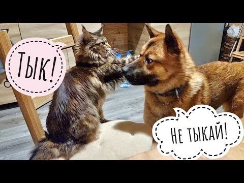 Видео: Кошка Морошка играет в Пса Кубика, а Кубик играет в кирпич
