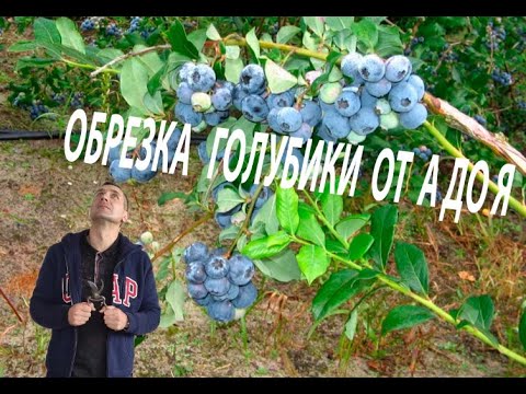 Видео: ОБРЕЗКА ГОЛУБИКИ ОТ А ДО Я