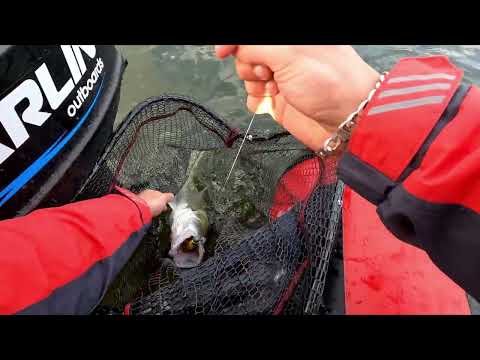 Видео: ОСЕНЬ ЧЕМ КРУПНЕЙ ПРИМАНКА ТЕМ ЛУЧШЕ РЫБАЛКА В СИБИРИ НА ОБИ