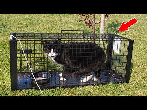 Видео: Мужчина бросил кота в ловушке, но совсем скоро пожалел об этом…
