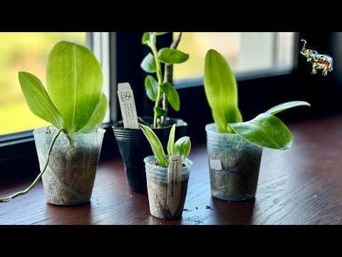 Видео: Распаковка заказа с пассифлоры … 😱😬 #phal #orchid #распаковкапосылок #коллекционирование