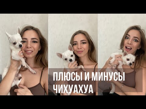 Видео: Плюсы и минусы чихуахуа | нюансы породы