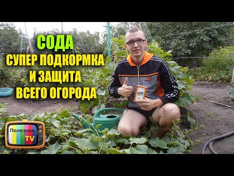 Видео: СОДА СУПЕР ПОДКОРМКА И ЗАЩИТА ВСЕГО ОГОРОДА