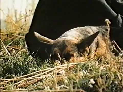 Видео: "На привязи у взлетной полосы" художественный фильм