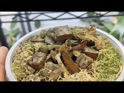 Видео: От орхидей остались только пеньки. Но комплекс мер, заставил орхидею пробудить новые листья!!! 👍🌱