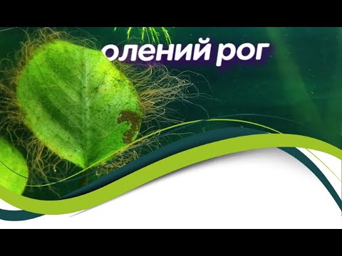 Видео: Водоросль Компсопогон или «Олений рог»