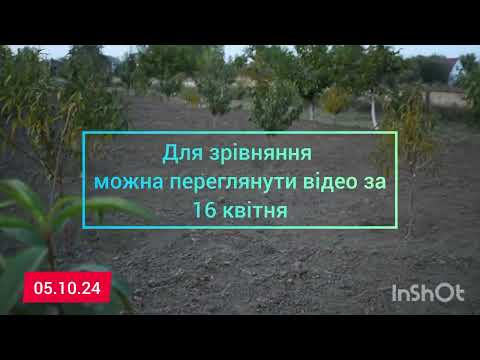 Видео: Як ми вирощуємо саджанці 🌳