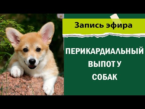 Видео: Перикардиальный выпот у собак