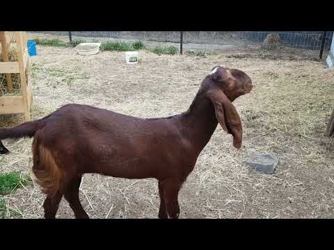 Видео: +77017224679 Анвар Рустемов. Хозяйсиво Марины Грековой. Алматы.