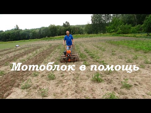 Видео: Мотоблок на помидорах.