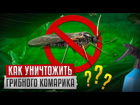 Видео: МОШКА В ЦВЕТАХ. ЭТА ЗАРАЗА ОЧЕНЬ ОПАСНА ДЛЯ РАССАДЫ!!!