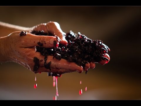 Видео: КАРБОНИЧЕСКАЯ ИЛИ УГЛЕКИСЛАЯ МАЦЕРАЦИЯ