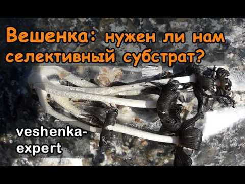 Видео: Что такое селективный субстрат вешенки. Почему растет навозник из субстрата вешенки?