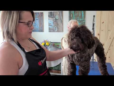 Видео: Как ухаживать за головой австралийского лабрадуделя, метод Big Rock