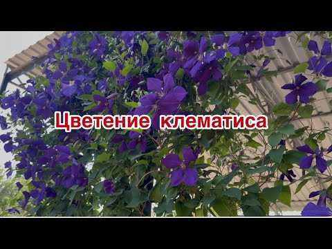 Видео: Цветение клематиса .Ответы на вопросы