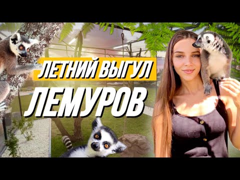 Видео: Строительство летнего выгула для лемуров🔥 Маленький рысёнок на контроле 😸