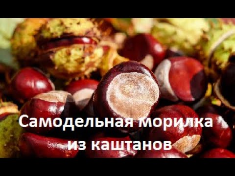 Видео: Самодельная морилка из каштана.  Эксперимент.