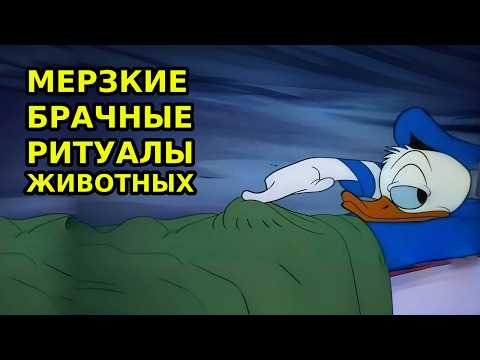 Видео: СТРАННЫЕ (И СТРЕМНЫЕ) БРАЧНЫЕ РИТУАЛЫ У ЖИВОТНЫХ