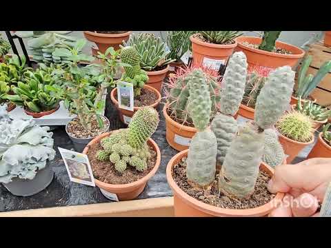 Видео: Комнатные растения в Германии #обзор #plants #flowers #garden #top #trending #gardening #
