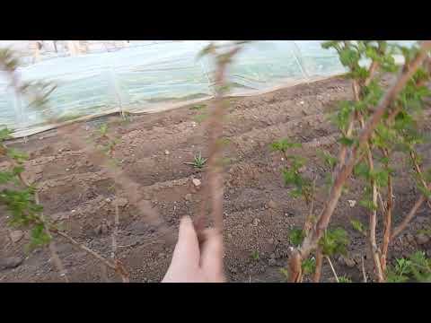 Видео: Формировка "чудо малины" - малиновое дерево " Таруса". Лучше зарубежных новинок.