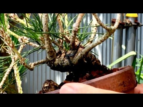Видео: Бонсай, которым можно наслаждаться, не отправляясь в горы! ! Если это небольшой бонсай, вы