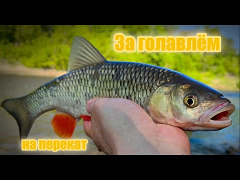 Видео: За голавлём, на перекат!