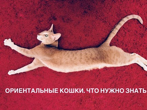 Видео: Повадки ориентальных кошек, громкий голос, отношения с хозяином. Наша история