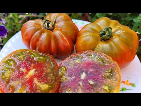 Видео: ТОМАТЫ - плоды ГИГАНТЫ!