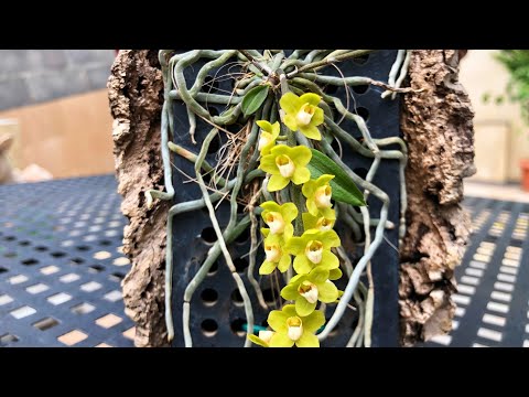 Видео: ОРХИДЕЯ-,,ПРИЗРАК,,??Chiloschista viridiflava
