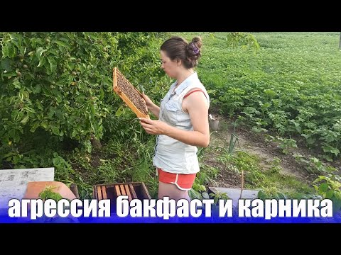 Видео: Агрессия пчел на пасеке в холодною погоду порода Бакфаст (Buckfast). Карника(Carnica).