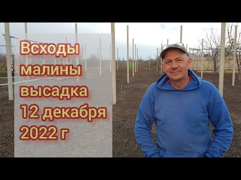 Видео: Закладка новых маточных рядов малины. WhatsApp 89525797557  Петрович