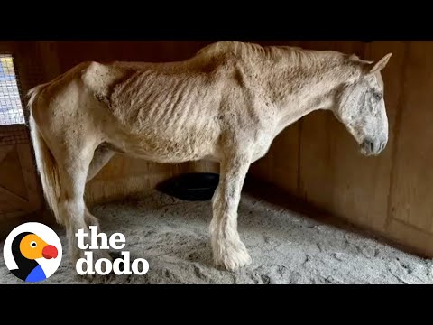 Видео: Истощённая лошадь встречает лошадь, которая просто хочет её любить | Додо