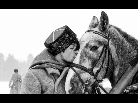 Видео: "💥ОРЛЁНОК" (белоказачий) @galinakatracheva