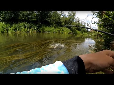 Видео: Всегда бы такие кабаны клевали. Ловля голавля на муху bait breath nolook bug [Пора ловить голавля]