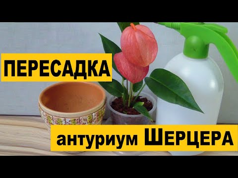 Видео: Пересадка антуриума Шерцера. Видео из серии: Антуриумы уход