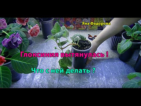 Видео: Глоксиния потеряла форму ! Как исправить ? Обрезка 🌱