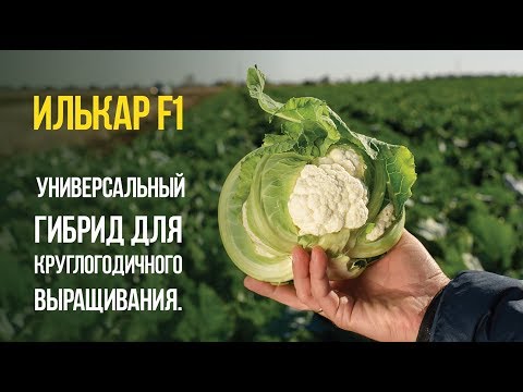 Видео: Цветная капуста Илькар F1 - универсальный гибрид для круглогодичного выращивания.