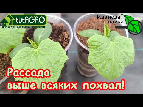 Видео: КЛАДУ ВСЕГО ПОЛСТАКАНА НА ВЕДРО ЗЕМЛИ И РАССАДА ТОЛСТАЯ, КРЕПКАЯ, просто загляденье!