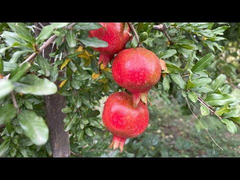 Видео: Наровете в градината на бай Тошо | месец Септември 2022