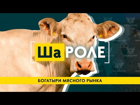 Видео: ШАРОЛЕ — МИНИМУМ ЖИРА, МАКСИМУМ МЯСА. ГЕНЕТИКА, СОДЕРЖАНИЕ, ПЛЮСЫ И МИНУСЫ ПОРОДЫ