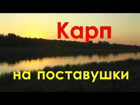 Видео: Карп на поставушки.