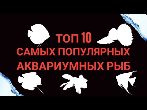 Видео: Топ 10 самых популярных аквариумных рыб.