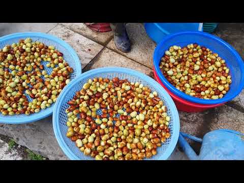 Видео: Осень в Корее: посещение мельницы для перца, сбор урожая ююбы, приготовление кимчи и создание фер...