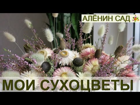 Видео: БЕССМЕРТНИКИ, РУДБЕКИЯ И ЗАЯЧИЙ ХВОСТ - СУХОЦВЕТЫ В МОЕМ САДУ / Букет из сухоцветов / 3. Цветение