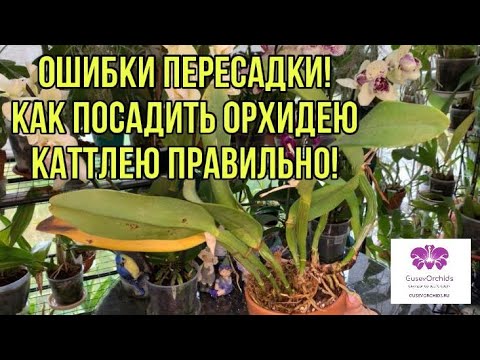 Видео: Работа над ошибками! ПЕРЕСАДКА ОРХИДЕИ КАТТЛЕЯ