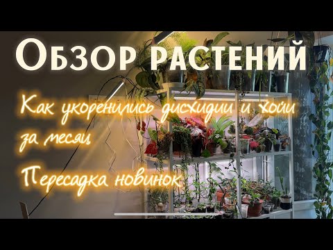 Видео: ОБЗОР РАСТЕНИЙ на полке | Как УКОРЕНИЛИСЬ дисхидии и ХОЙИ | ПЕРЕСАДКА растений для НОВОГО стеллажа