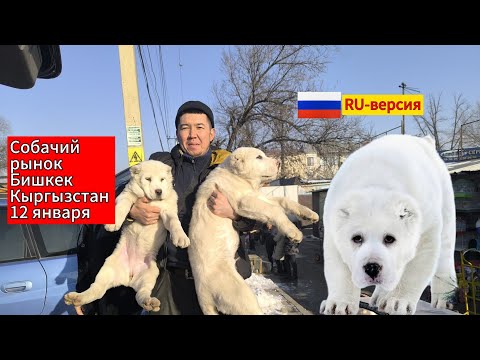 Видео: Собачий рынок в Бишкеке. Обзор цен. #итбазар #жаймабазар #тоокбазар #kyrgyztan #кыргызстан