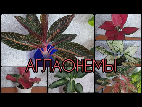 Видео: АГЛАОНЕМЫ🌱Особенности сортов🌸Обзор🌱Просперити🌸Уши слона🌱Ред стар🌸Пинк Валентин🌱Суматра🌸Кокомелон...